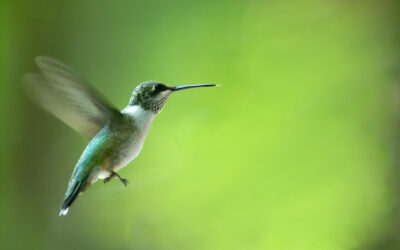 3 Steps to Hummingbird Success