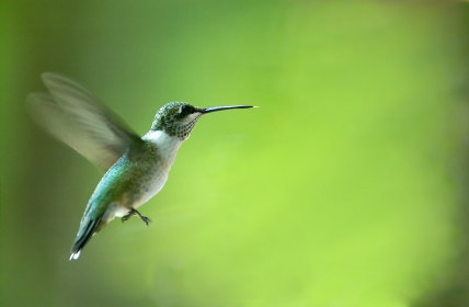 Google's Hummingbird Update: What it Means For Your Resort